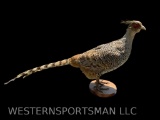 Super RARE, Female Kalij Pheasant, from India, 36 inches long, 16 inches tall, great taxidermy - Bir