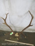 Set of Elk Antlers TAXIDERMY