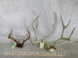 Whitetail & Mule Deer Racks (2x$) TAXIDERMY