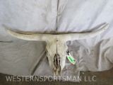 Longhorn Skull without Horn Caps TAXIDERMY
