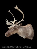 Pretty little Reindeer taxidermy, Sho. mount 9 X 8 = 17 point antlers, 23 inches wide, - 44 inches t