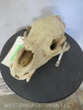Brown Bear Skull TAXIDERMY
