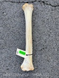 BIG, African Giraffe leg bone - . 8 to 12 1/2 inches around, - it is 26 inches long, taxidermy decor