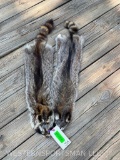 2 NEW tanned XLarge Raccoon furs,- hides - skins SOFT, great Taxidermy cabin decor, 36 inches long