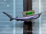 Beautiful, little Repro, Sand Shark, 14 inches long, 