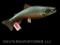 Reproduction, Brook Trout, fish mount , Great Taxidermy, New in Box , 29 1/2 inches long