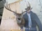 Wide 12 Pt Whitetail Sh Mt TAXIDERMY