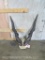 Lord Derby Horns on Skull Cap TAXIDERMY