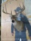 Nice 8 Pt Whitetail Sh Mt TAXIDERMY