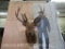Elk Sh Mt W/Loose Antler TAXIDERMY