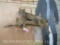 Nice Lifesize Bobcat on Limb TAXIDERMY