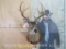 Nice 13 Pt Whitetail Sh Mt n Plaque TAXIDERMY
