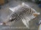 Zebra Hide Rug w/Sewed Cloth Bottom TAXIDERMY
