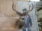 LG Mule Deer Sh Mt TAXIDERMY