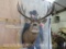 Mule Deer Sh Mt 30