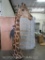 Giraffe Floor Mt TAXIDERMY