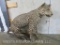 Vintage Lifesize Leopard -No Base *TX RESIDENTS ONLY* TAXIDERMY