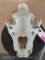 Lion Skull *TX RESIDENTS ONLY* 15 1/8