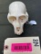 Rare Putty Nose Monkey skull , all teeth, 4 1/2 inches long X 3 inches wide, has a old wound on one