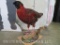 RARE - Temminck's Tragopan Pheasant Beautiful Taxidermy mount, 22 inches long X 18 inches tall, Bird