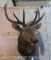 Elk Sh Mt TAXIDERMY