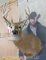 Left Dominant 14 Pt Whitetail Sh Mt TAXIDERMY