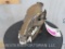 Dipped Javelina Skull (Bronze color)
