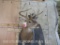 12 Pt Whitetail Sh Mt W/Thick Tines TAXIDERMY