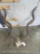 Kudu Skull Cap w/Removable Horns TAXIDERMY