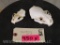 2 Nice Skulls -Mink & Otter (2x$) TAXIDERMY