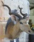 Very Rough Kudu Sh Mt TAXIDERMY