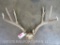 Whitetail Rack TAXIDERMY