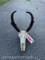 Pronghorn Antelope, skull and horns , all teeth, with 12 1/2 inch long horns , great Taxidermy