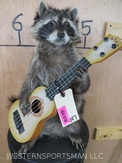 Super Cool Guitar Playing Raccoon TAXIDERMY
