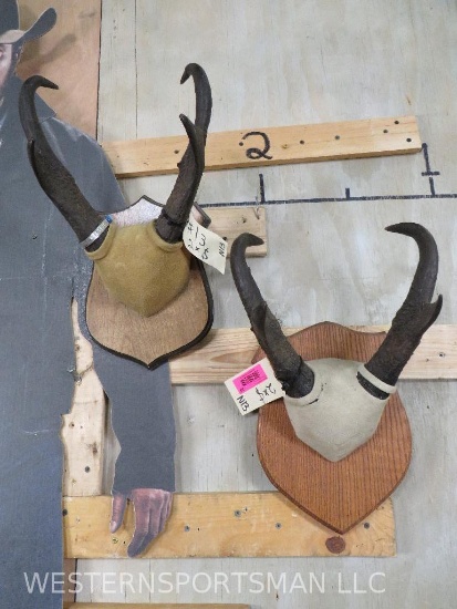 2 Pronghorn Racks on Plaques (2x$) TAXIDERMY