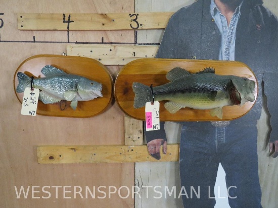 2 Vintage Real Skin Bass on Plaques (2x$) TAXIDERMY