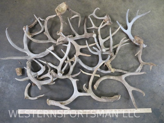 Whitetail Antler Sheds, Some Cut Offs and Some w/Skull Cap 14.2lbs TAXIDERMY
