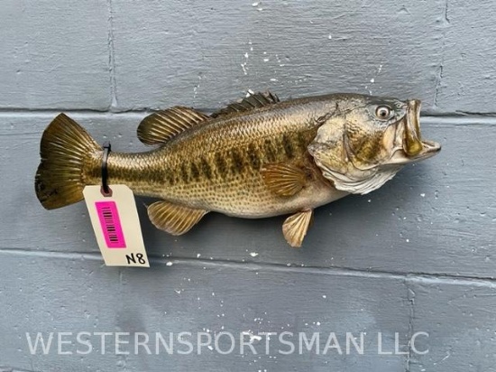 Real skin, Large mouth Bass, Taxidermy Fish mount. 18 inches long