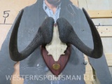White Tailed Gnu Horns on Plaque TAXIDERMY