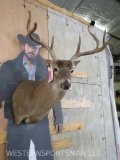 Nice Whitetail Sh Mt 7pt TAXIDERMY