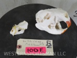 Nice Skulls, 1 Beaver & 1 Mink w/all Teeth (2x$) TAXIDERMY