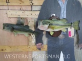 2 Vintage Real Skin Bass Fish Mts (2x$) TAXIDERMY