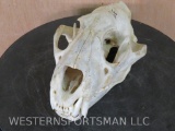 Nice Leopard Skull -All Teeth *TX RESIDENTS ONLY* TAXIDERMY