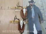 2 Whitetail Skulls on Nice Plaques (2x$) TAXIDERMY