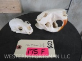 Otter & Beaver Skulls (2x$) TAXIDERMY