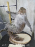 Dancing Squirrel on Pole TAXIDERMY