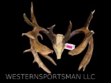 Huge whitetail deer antler and skull 17 points on right antler and 8 points on the left side, color
