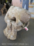 Super Cool Elephant Skull *TX RESIDENTS ONLY* TAXIDERMY