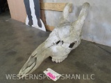 Giraffe Skull upper w/all teeth TAXIDERMY