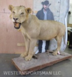 Lifesize Vintage African Lion on Base *TX RESIDENTS ONLY* TAXIDERMY